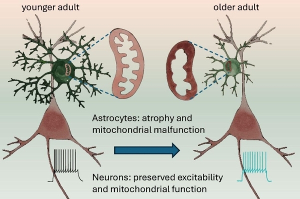 Возрастные изменения в коре головного мозга человека приводят к изменению функций митохондрий и атрофии астроцитов 1-1.jpg (jpg, 137 Kб)