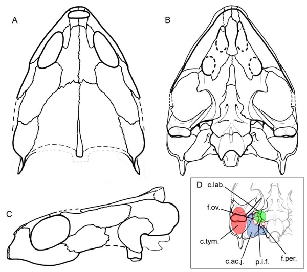 Полностью описан череп черепахи юрского периода из Подмосковья 1-2.jpg (jpg, 130 Kб)