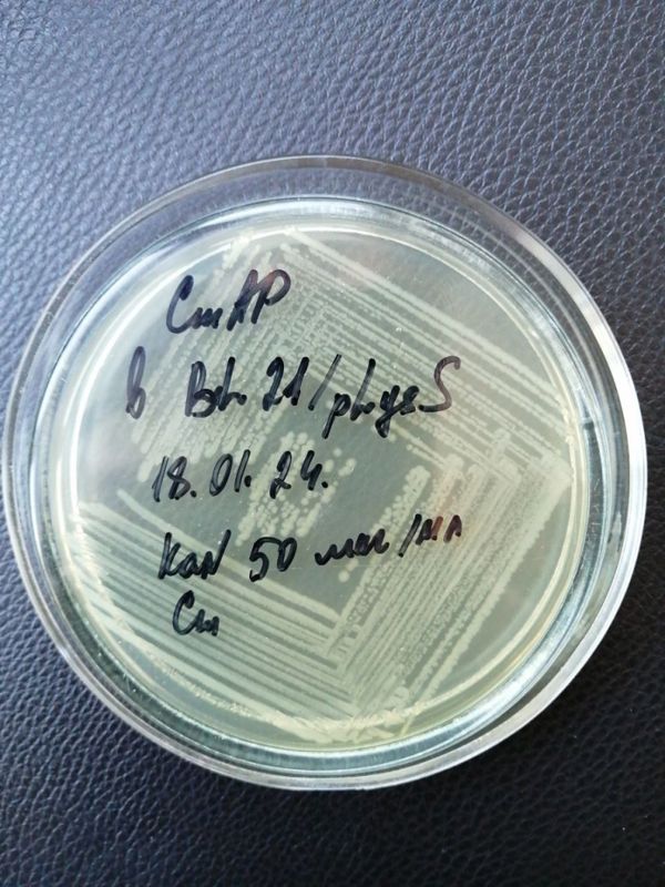 Щелочные ферменты из морской бактерии Cobetia amphilecti важный инструмент для адаптации и выживания 1-2.jpg (jpg, 106 Kб)