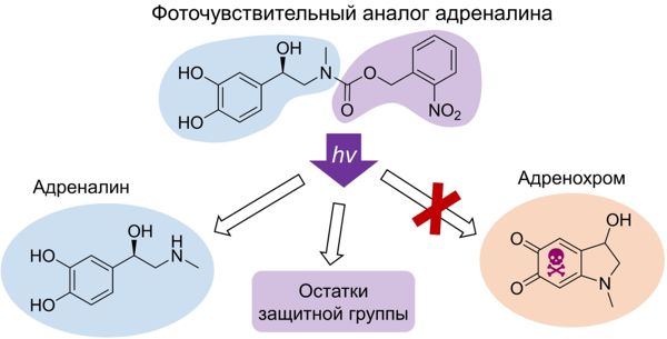 Создана молекула для фотохимического высвобождения адреналина без образования адренохрома 1-3.jpg (jpg, 33 Kб)