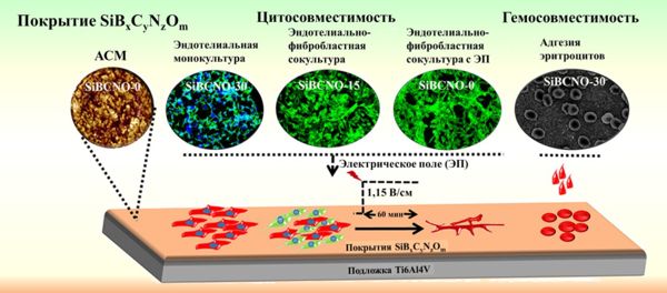 Покрытия на основе фаз системы кремний–бор–углерод–азот–кислород для биомедицинских применений 1-1.jpg (jpg, 45 Kб)