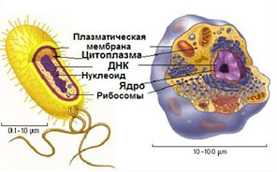 (jpg, 93 Kб)