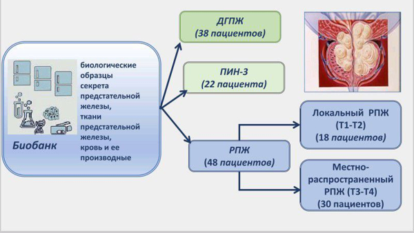 Новые данные о роли ренин-ангиотензиновой системы в развитии опухолей предстательной железы 1-1.jpg (jpg, 144 Kб)