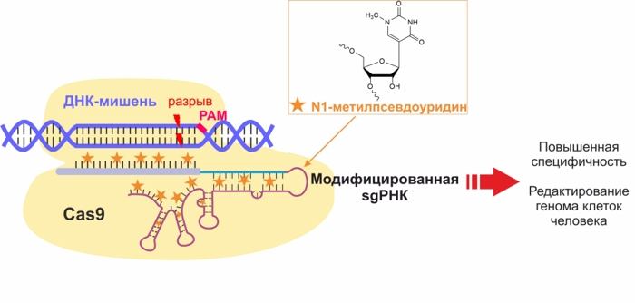 Влияние N1-метилпсевдоуридина в качестве модификации направляющей РНК на работу системы геномного редактирования 1-1.jpg (jpg, 80 Kб)