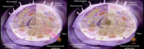 (jpg, 48 Kб)