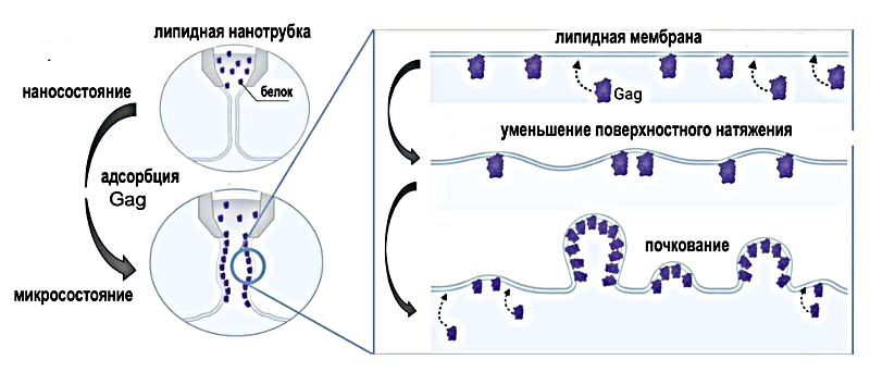 1-1 (jpg, 156 Kб)