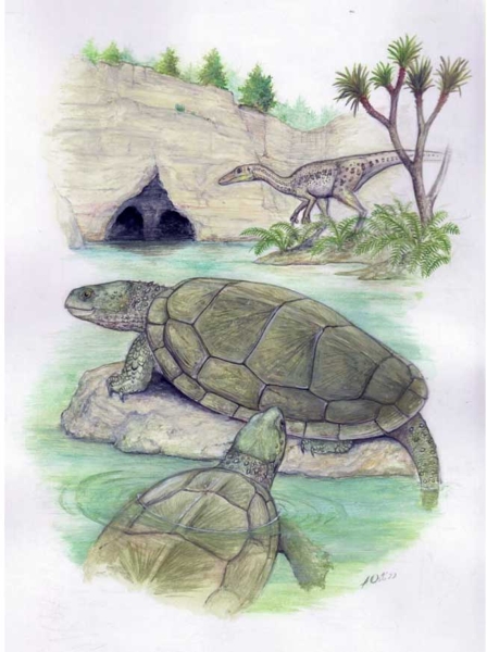 Полностью описан череп черепахи юрского периода из Подмосковья 2-2.jpg (jpg, 172 Kб)