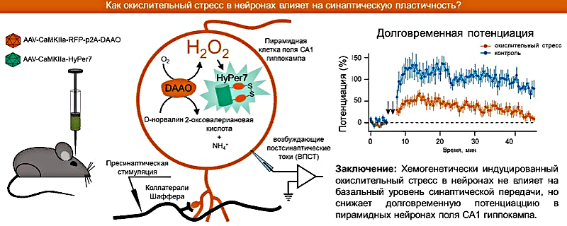 (jpg, 229 Kб)