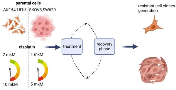 Стратегии «маскировки» клеток рака лёгкого, яичника и колоректального рака от химиотерапии 1-1.jpg (jpg, 32 Kб)