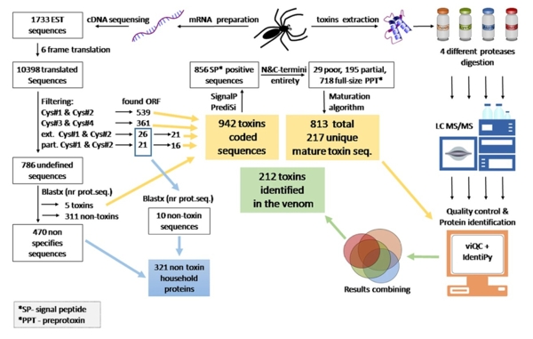 Яд паука Tibellus oblongus содержит пептидные токсины с уникальными структурами 1-1.jpg (jpg, 111 Kб)