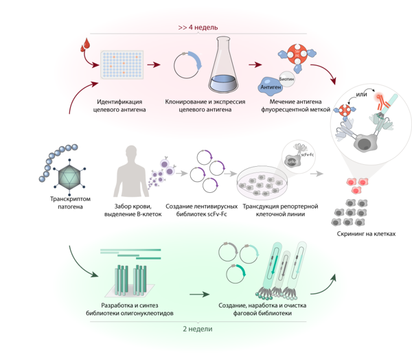 Новый подход к 2D-скринингу библиотеки антител поможет бороться даже с мутирующими патогенами 1-1.png (png, 137 Kб)