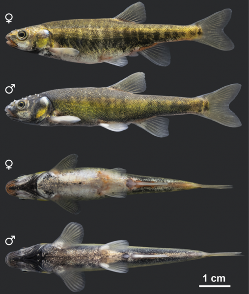 Новый для науки вид рыб в водоёмах Северного Кавказа оказался эндемиком-реликтом с узким ареалом 1-4.png (png, 401 Kб)