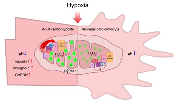 Различия неонатальных и зрелых кардиомиоцитов в условиях гипоксии 1-1.jpg (jpg, 83 Kб)