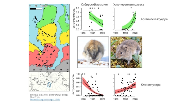 Изменения в сообществе мелких грызунов на Ямале за последние 60 лет 2-2.jpg (jpg, 106 Kб)