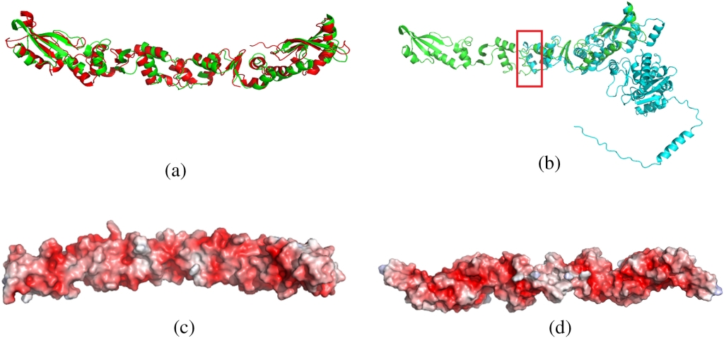 Белки семейства ArdA gодавляют защиту клеток и регулируют целый ряд других клеточных процессов 1-1.jpg (jpg, 188 Kб)