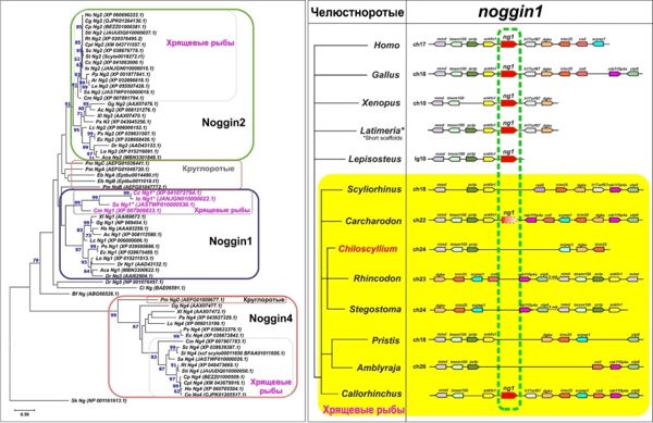 Утрата классического эмбрионального индуктора noggin1 у хрящевых рыб может быть связана с особенностями формирования их уникального скелета 1-2.jpg (jpg, 60 Kб)